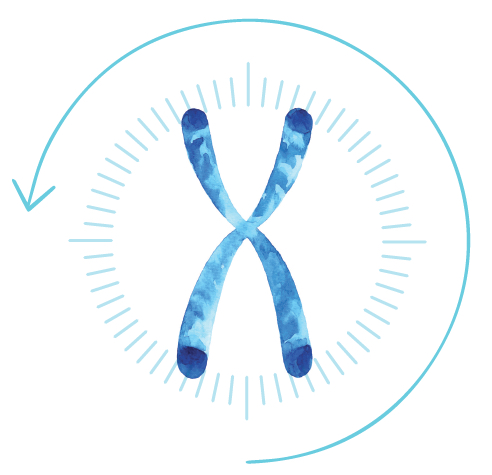 telomeres-clock